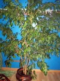 Ficus Allergie Ficus Allergie